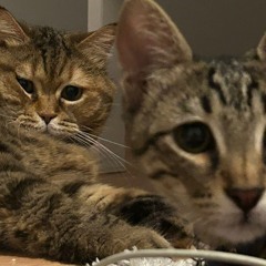 ☠️ SUPPORT THE GREAT ARTIST & LABEL ☠️