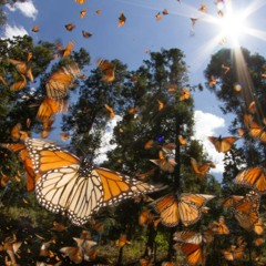 Monarch Effect (Ill Always Be Here)