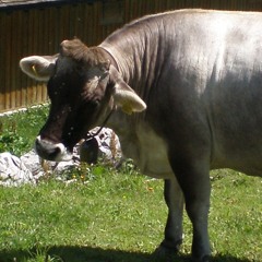 Parijs Voor Een Croissant