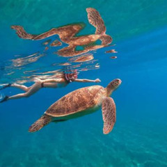 Review Special Price 5 In 1 Deluxe Cruise: Turtle Snorkeling Activities And Pick-Up