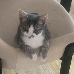 დაგდაგანი - შენს ბაღში ხე (ft. Mari Sharman)