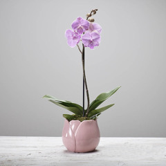 Orchid