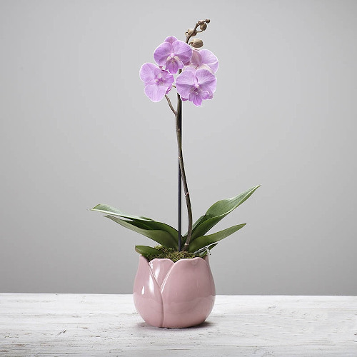 Orchid
