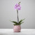 Artwork for Orchid