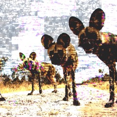 Sharp Sharp Knife - Dogs N Robbers