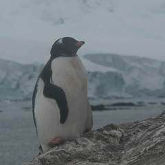 Sounds of Antarctica