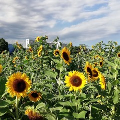 every summertime (cover)