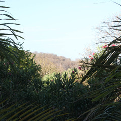 Good Morning from Costa Rica