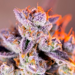 Tropicana Poison - Reborn as a Witch