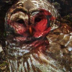 Bird Time  [Sonark Trio]