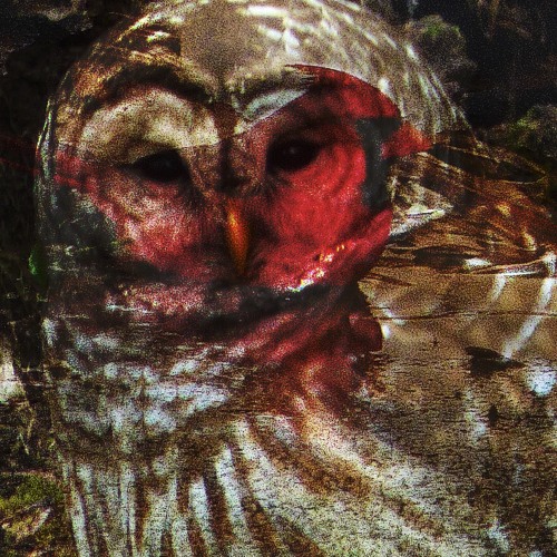 Bird Time  [Sonark Trio]