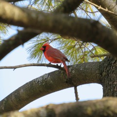 Song for the Birds