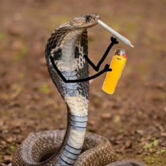 코브라끈