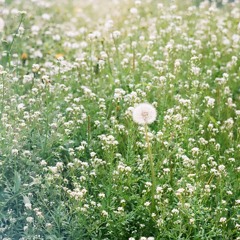 다가올 봄 (inst)