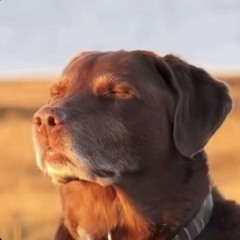 IA IA AAA JAJA JAJA 😭😭😭