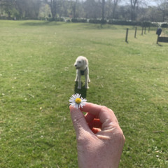 Wildflowers w/ Fiona Anderson (Slack's 4/7/21)