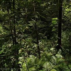 Rhacophorus borneensis - Danum Valley, Borneo