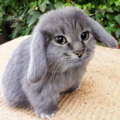 on a cable (no more sports cover)