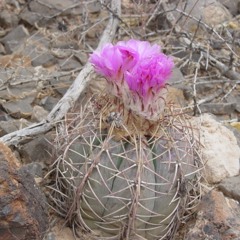 The Power Of Steadfastness