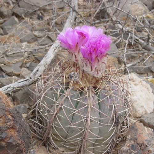 The Power Of Steadfastness