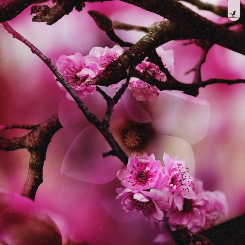 Simber X Lock - Hanami