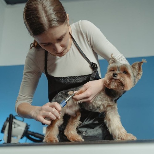 Expert Tips for Perfecting Your Goldendoodle's Haircut