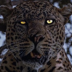 Stop Cryingg By Tyree Buckley