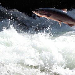 The Chemical Brothers - The Salmon Dance (moBRO Bootleg)