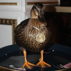 Dawn Ducky (Feat. Dawn Ducky)