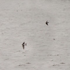 Birds on Water (naviarhaiku437)