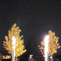 Catching Flies - Opals (xilefone flip)