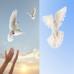 doves (torno)