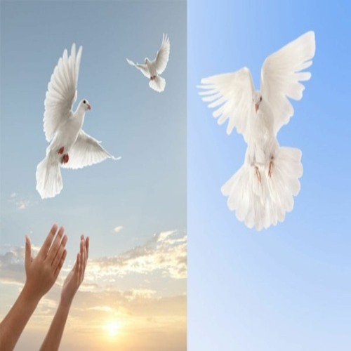 doves (torno)