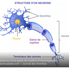 Le système nerveux central