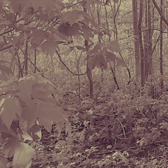 (DUBSTEP) Lost In The Woods