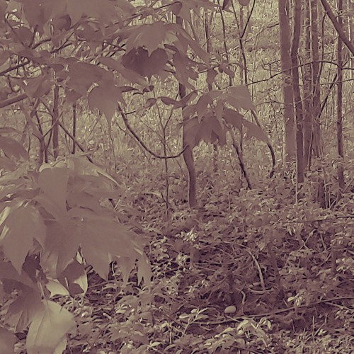 (DUBSTEP) Lost In The Woods