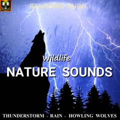 Wildlife Nature Sounds: Thunderstorm with Rain and Howling Wolves