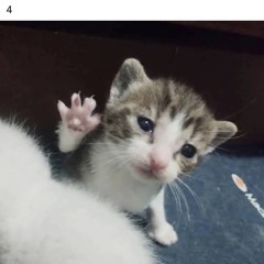 rquny & INVICT - INSOLENT (CharaWhy Doohickey)