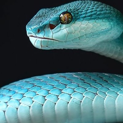 Rx Nephew & Rx Papi-305 Trenches