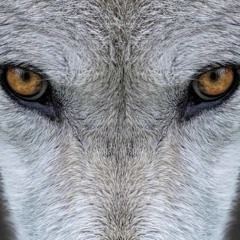 The Wolves Are Watching  (compo Pit H.)