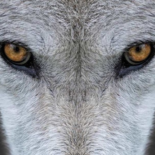 The Wolves Are Watching  (compo Pit H.)