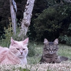 long summer night