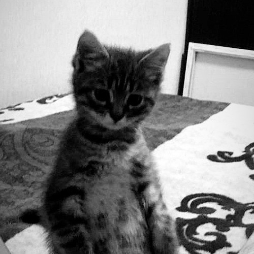 SOLUBLE LEAF - Jordi