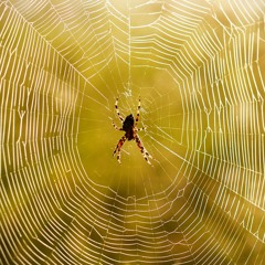 Watch Spider (industry track remix)