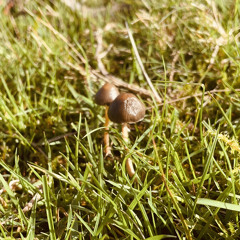 dill0n ft. josh - liquid