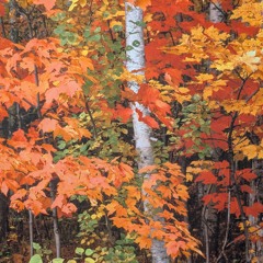 Yes it is Really Autumn.wav