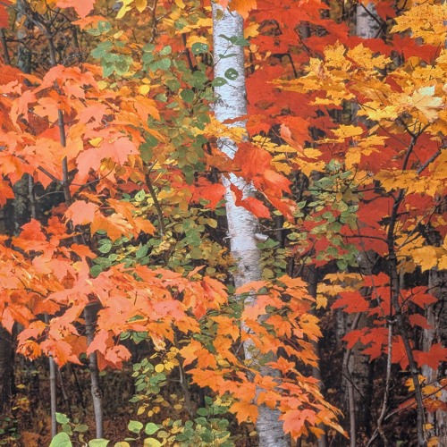 Yes it is Really Autumn.wav