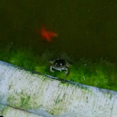 TAXIMAN MASTER2 44100HZ 16BPS