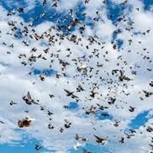 Well of course the biurds ate half of it