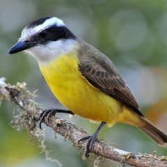 DJHTABASSS - PAPARA AMERICANO KKJJJJJJJ (BOOTLEG)